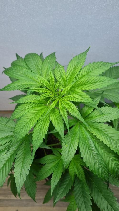 Strawberry Gorilla RF3 AUTOMATIC. Week 4