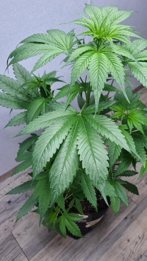 Strawberry Gorilla RF3 AUTOMATIC. Week 4