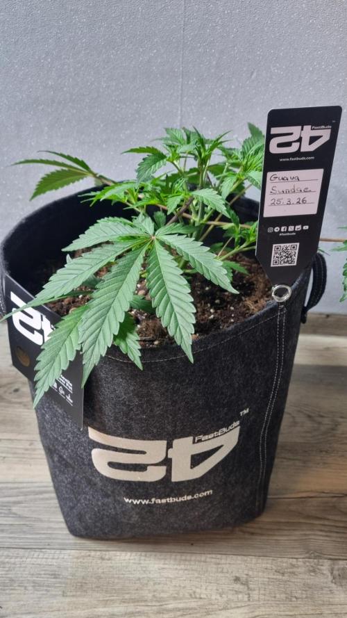 Guava Sundae Automatic. Week 4