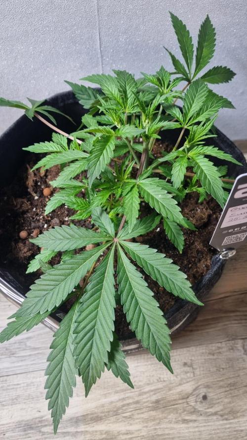 Guava Sundae Automatic. Week 4
