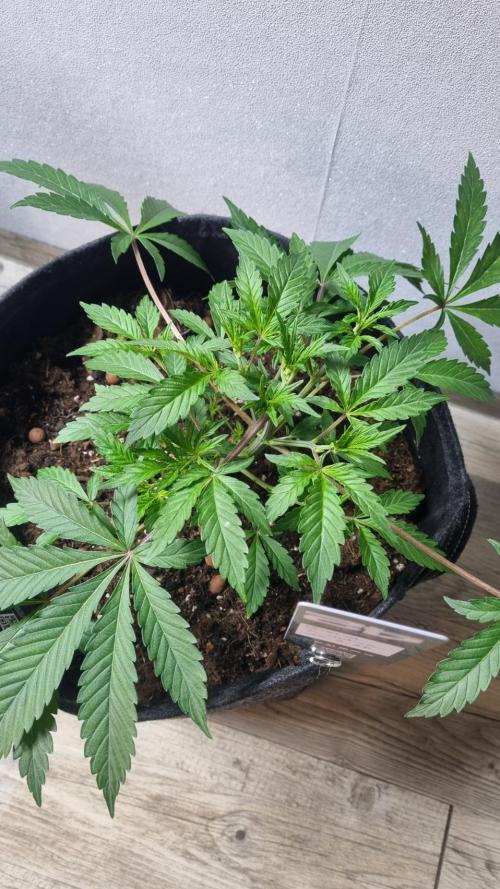 Guava Sundae Automatic. Week 4