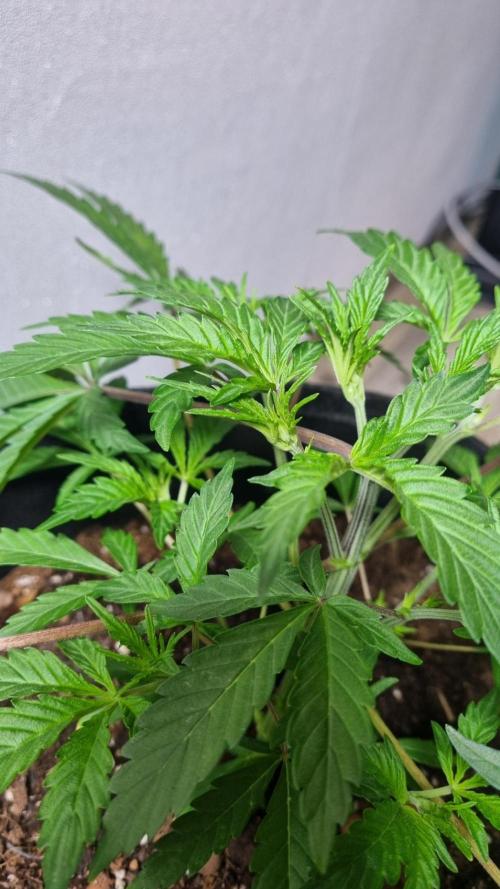 Guava Sundae Automatic. Week 4