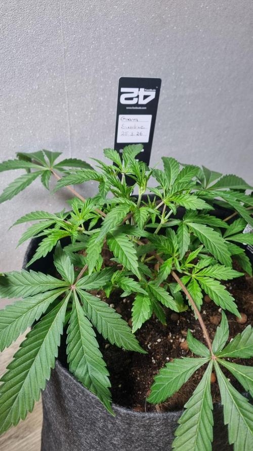 Guava Sundae Automatic. Week 4
