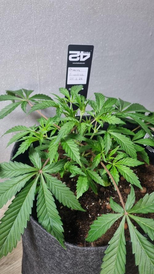 Guava Sundae Automatic. Week 4