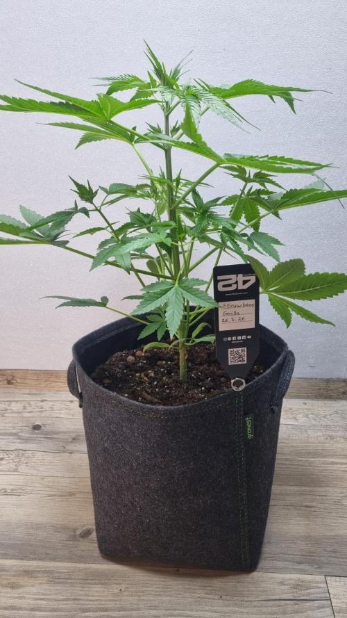 Strawberry Gorilla Automatic Fastbuds. Week 4