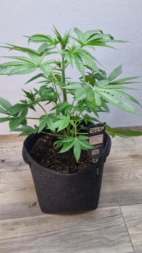 Strawberry Gorilla Automatic Fastbuds. Week 4