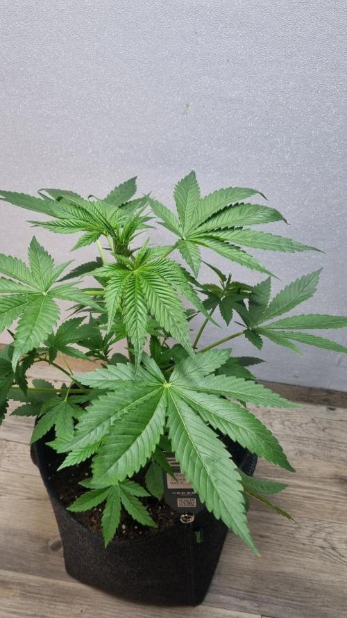Strawberry Gorilla Automatic Fastbuds. Week 4