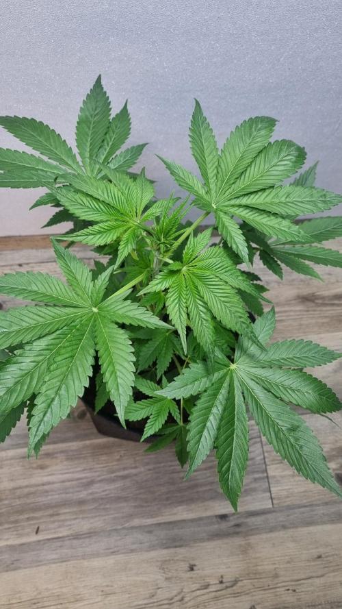 Strawberry Gorilla Automatic Fastbuds. Week 4