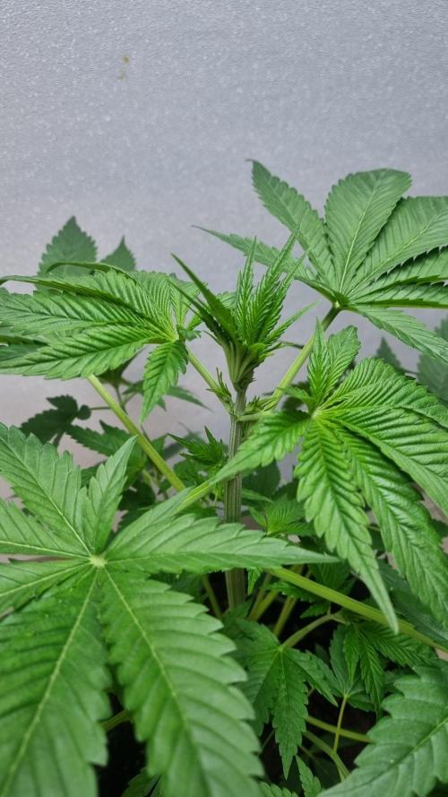 Strawberry Gorilla Automatic Fastbuds. Week 4