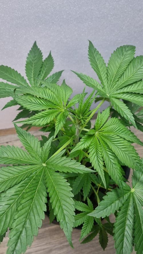 Strawberry Gorilla Automatic Fastbuds. Week 4