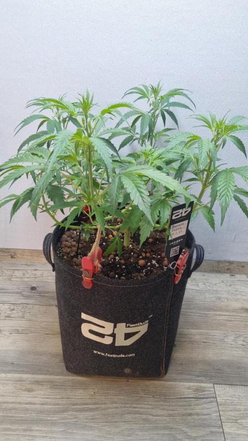 Banana Guava. Week 5