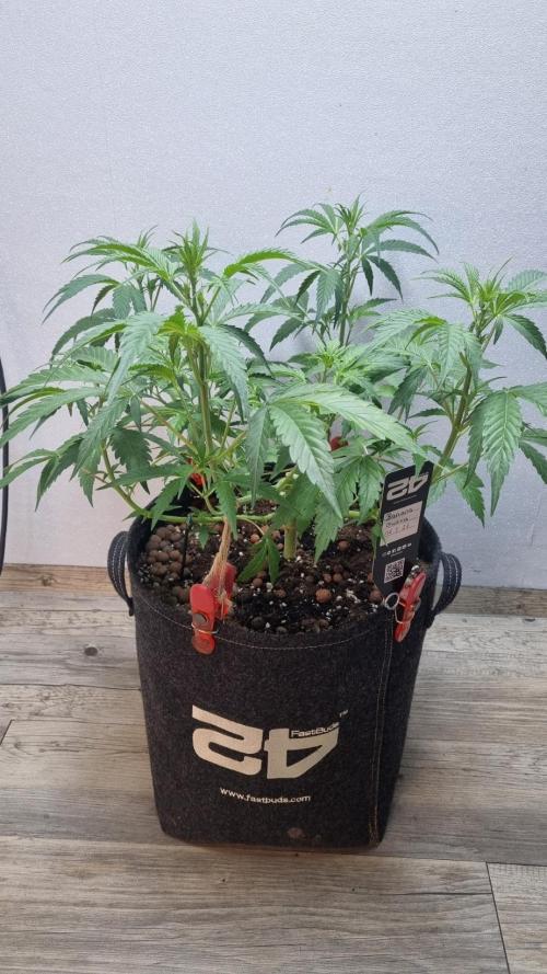 Banana Guava. Week 5