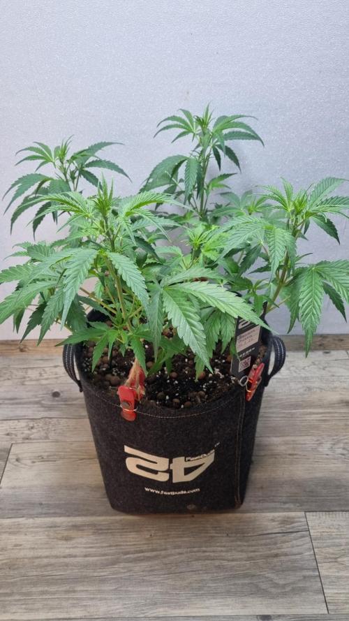Banana Guava. Week 5