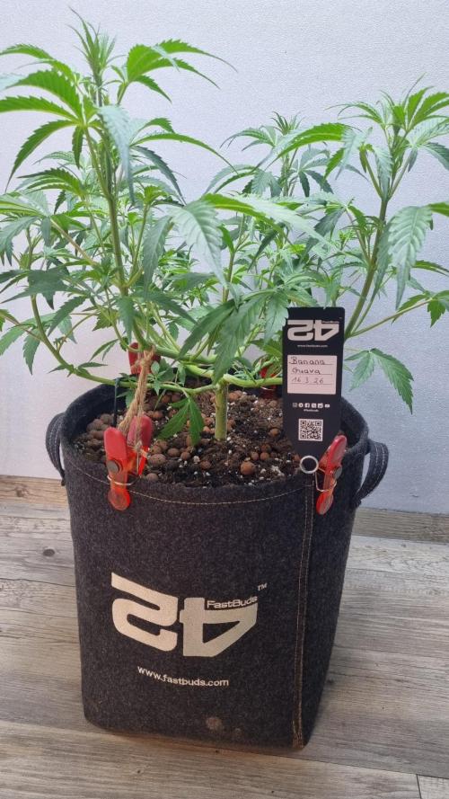 Banana Guava. Week 5