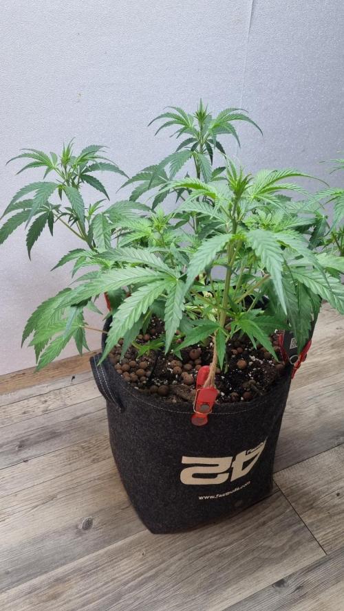 Banana Guava. Week 5