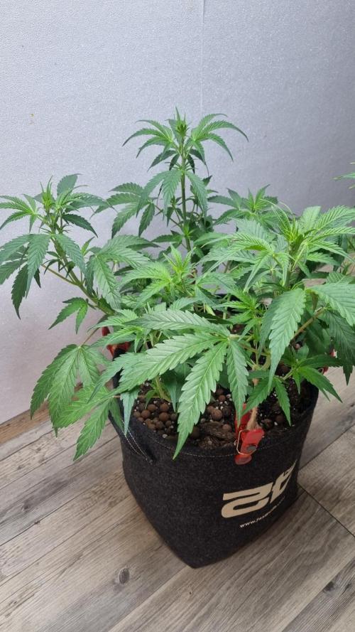 Banana Guava. Week 5