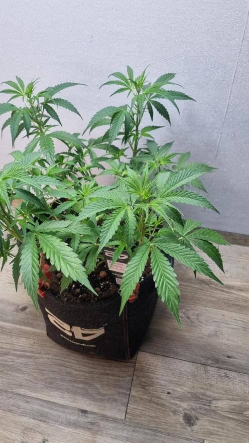 Banana Guava. Week 5