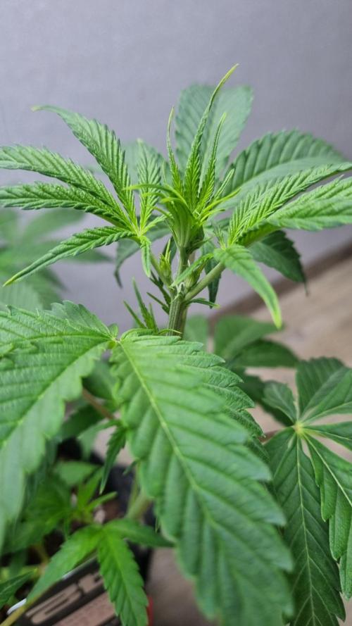 Banana Guava Auto. Week 5