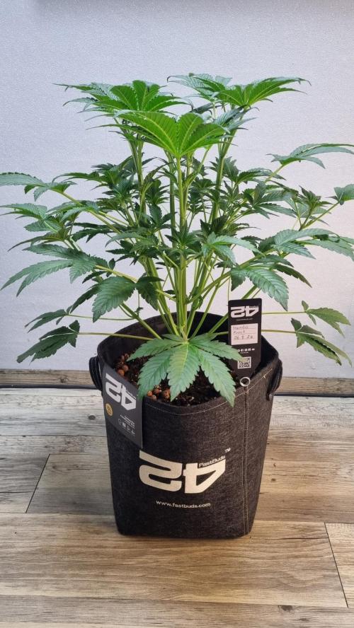 Mendo Frost Automatic. Week 5