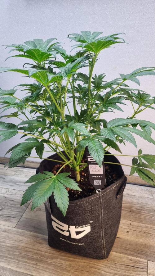 Mendo Frost Automatic. Week 5