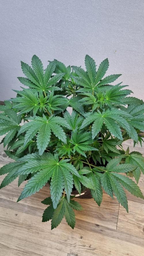 Mendo Frost Automatic. Week 5