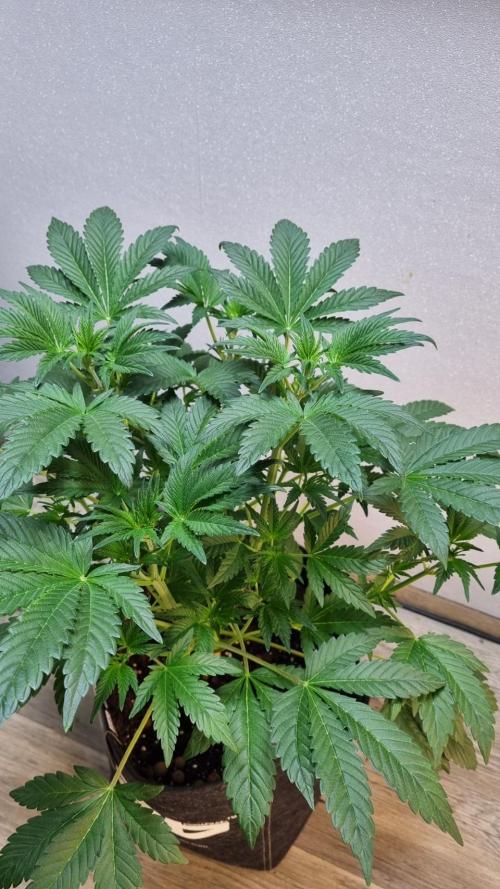 Mendo Frost Automatic. Week 5