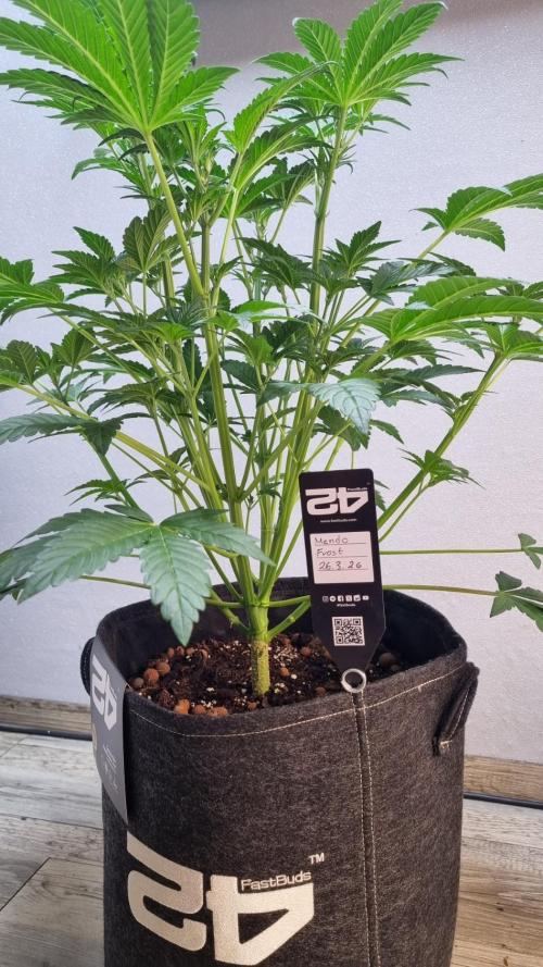 Mendo Frost Automatic. Week 5