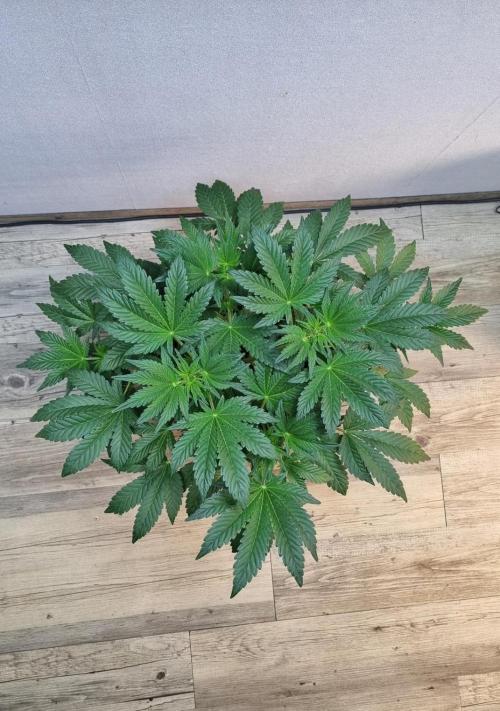 Mendo Frost Automatic. Week 5