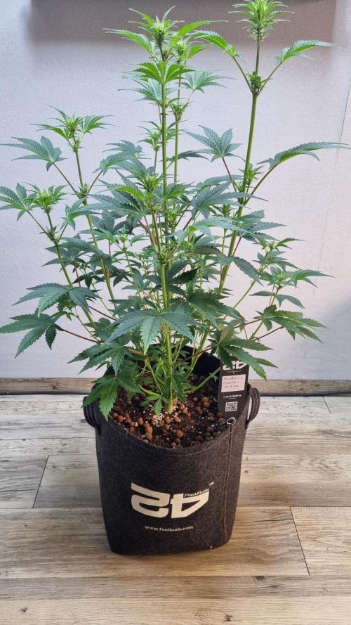 Mendo Guava Automatic. Week 6