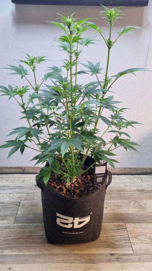 Mendo Guava Automatic. Week 6