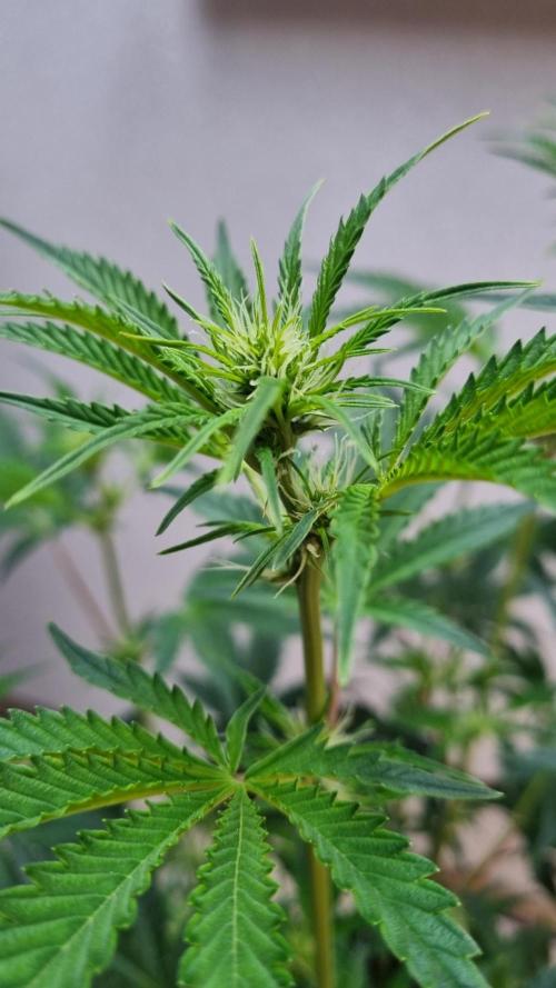 Mendo Guava Automatic. Week 6