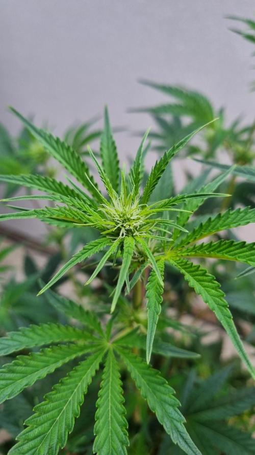Mendo Guava Automatic. Week 6