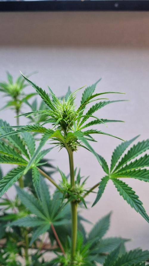 Mendo Guava Automatic. Week 6