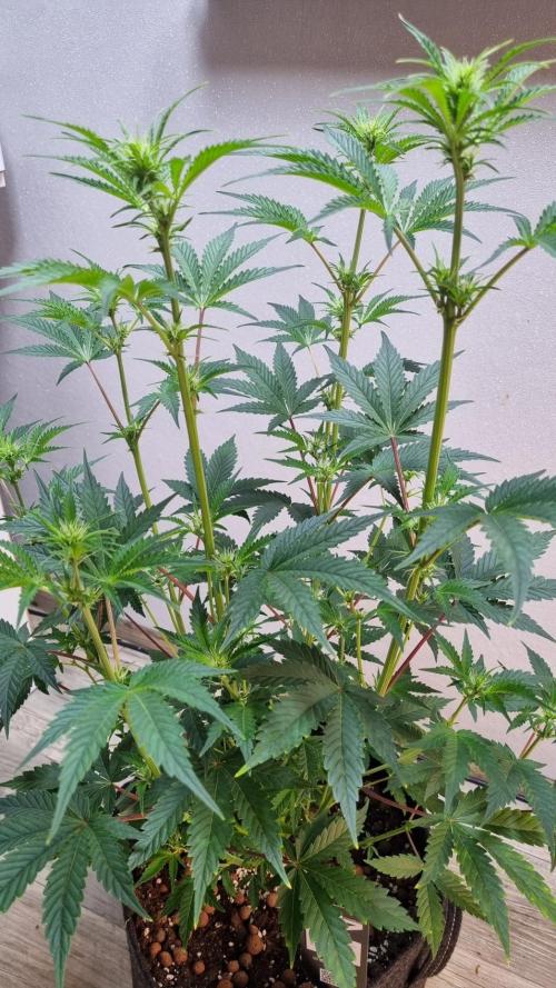Mendo Guava Automatic. Week 6