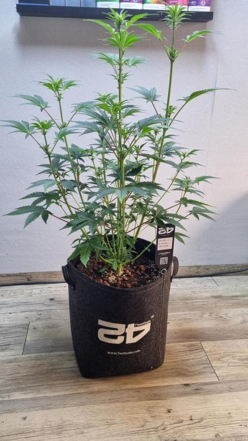 Mendo Guava Automatic. Week 6