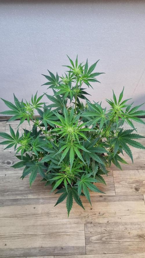 Mendo Guava Automatic. Week 6