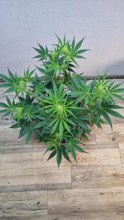 Mendo Guava Automatic. Week 6