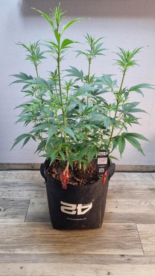 Banana Guava. Week 6