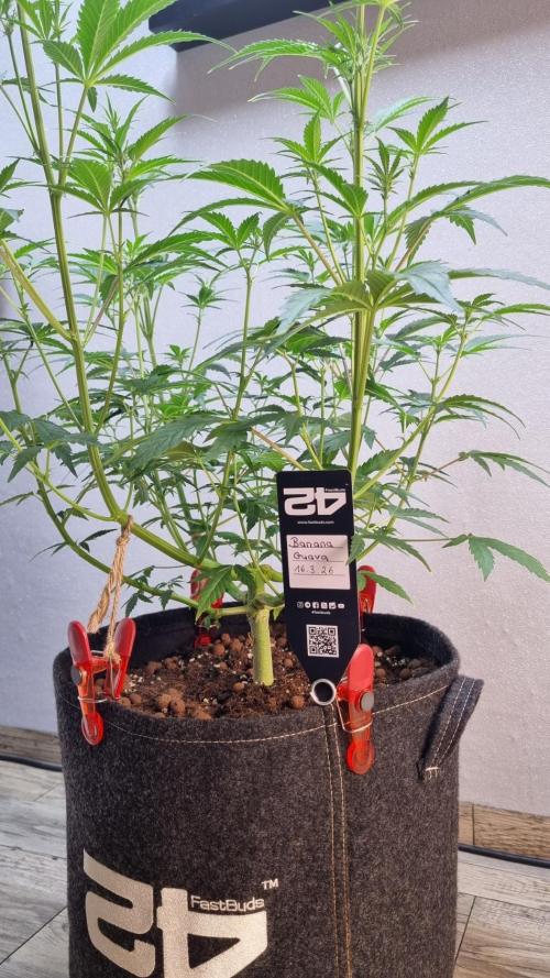 Banana Guava. Week 6