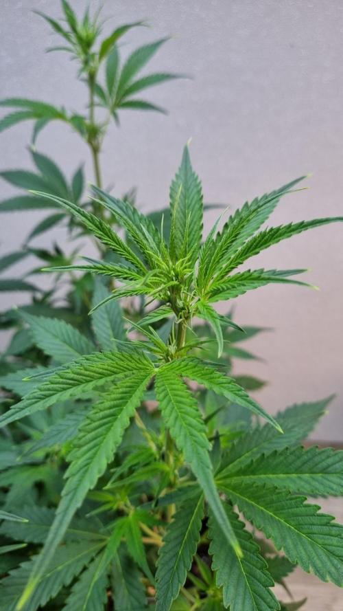 Banana Guava. Week 6