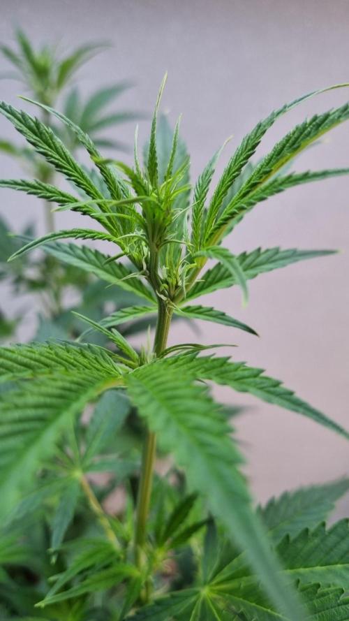 Banana Guava. Week 6
