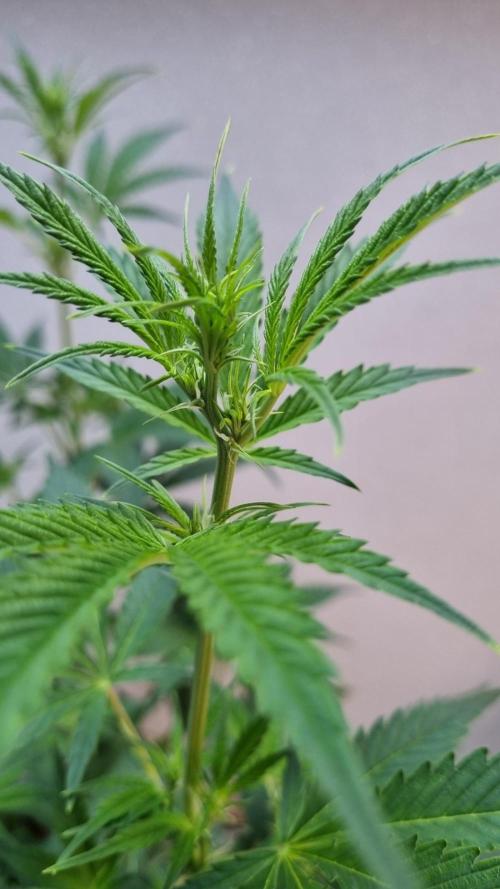Banana Guava. Week 6