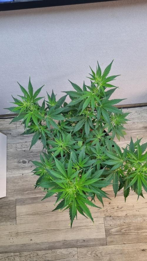 Banana Guava. Week 6