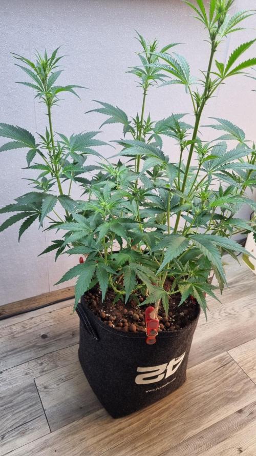 Banana Guava. Week 6