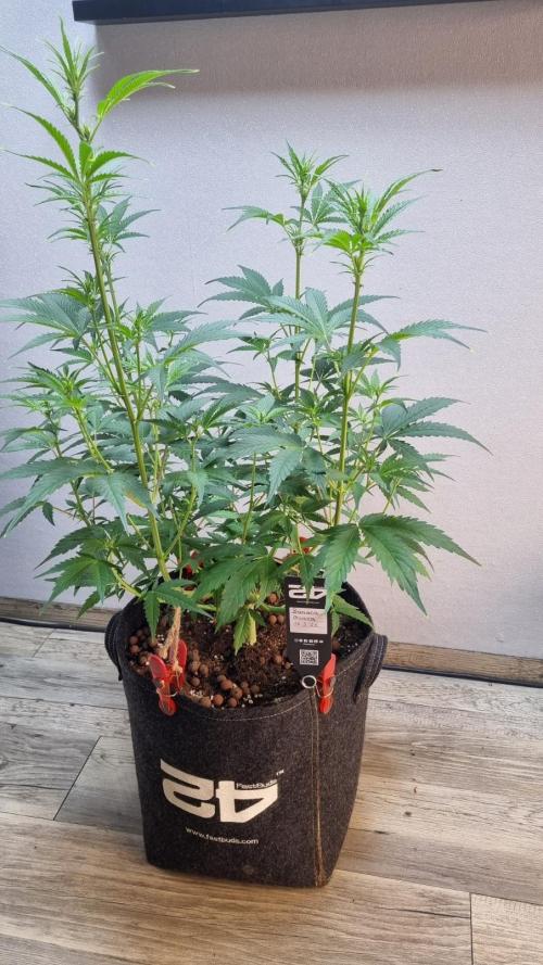 Banana Guava Auto. Week 6