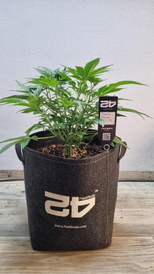 Guava Runtz Automatic. Week 5