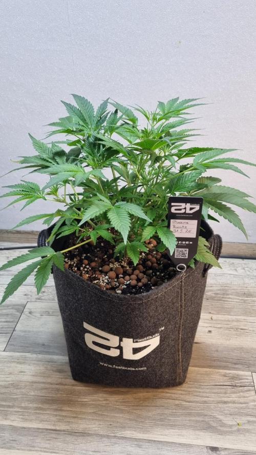 Guava Runtz Automatic. Week 5