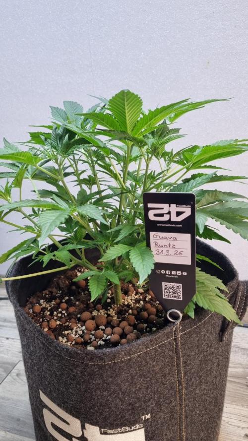 Guava Runtz Automatic. Week 5