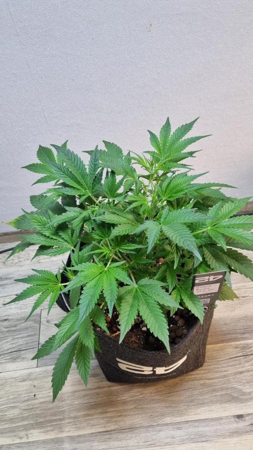 Guava Runtz Automatic. Week 5