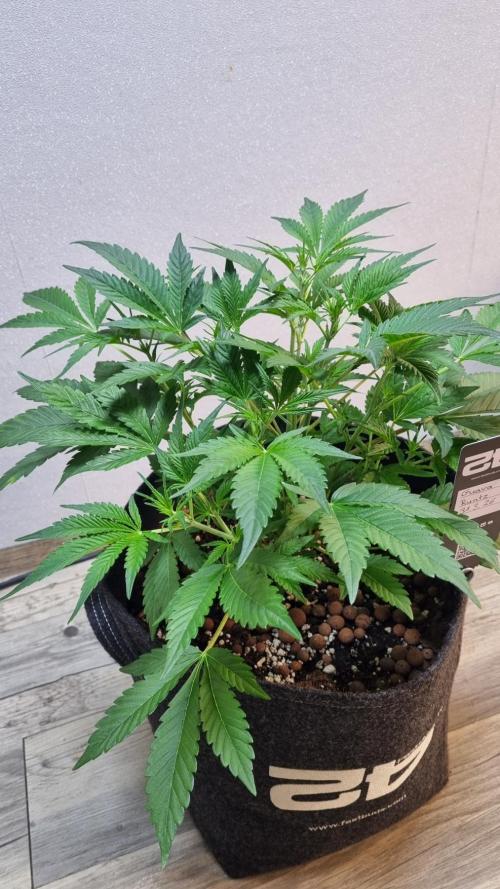 Guava Runtz Automatic. Week 5